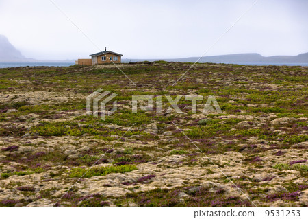 Rural House at Blooming Moss Field in Iceland 9531253