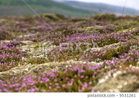Blooming moss growing on lava and stone fields in Iceland 9531261