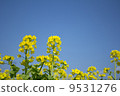 強姦開花 9531276