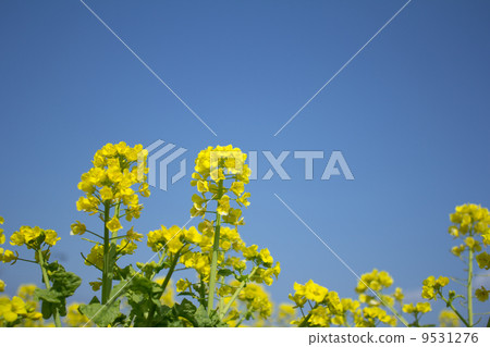 強姦開花 強姦開花 9531276
