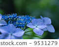 秘密花園 9531279