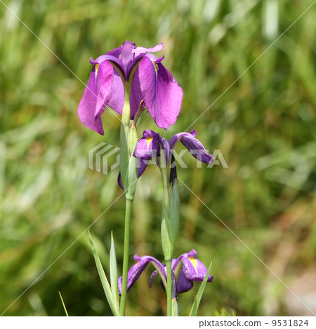 哈娜莎華 9531824