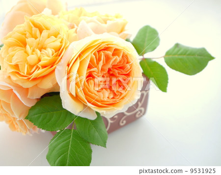 Arrange of Crown Princess Margarita (Right Space) Arrange of Crown Princess Margarita (Right Space) 9531925