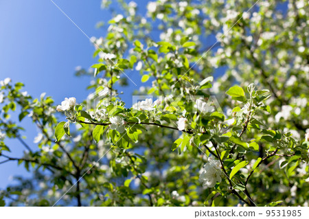 Blooming apple tree branches background Blooming apple tree branches background 9531985