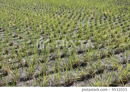 Putian (sheep) Putian (sheep) 9532033