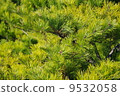 Pine needle 9532058