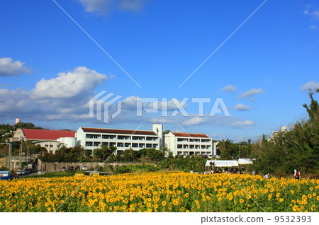 Sunflower Festival in Kitanakagusuku 9532393