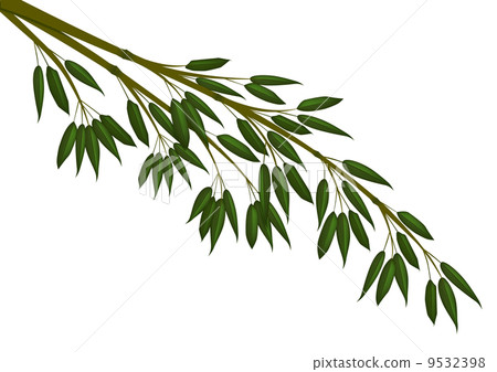 箭竹 植物人 插图