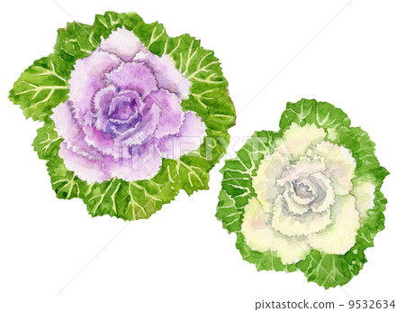 觀賞白菜 9532634