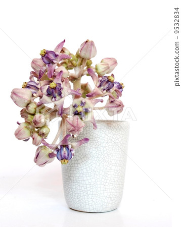 Crown Flower scent of Asian exotic flower Crown Flower scent of Asian exotic flower 9532834