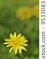 Dandelion 9533083