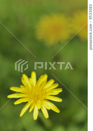 Dandelion 9533083