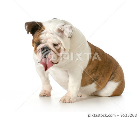 funny dog funny dog 9533268