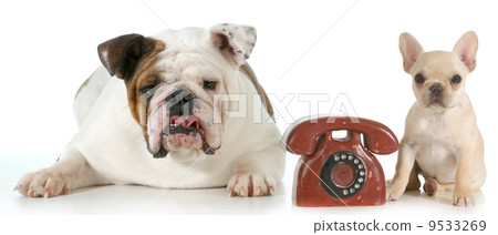 dog communication dog communication 9533269