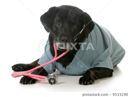 senior dog 9533290