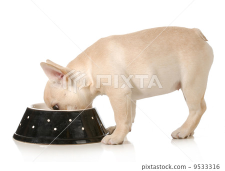 dog dinner time 9533316
