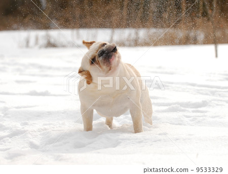 dog shaking snow off dog shaking snow off 9533329