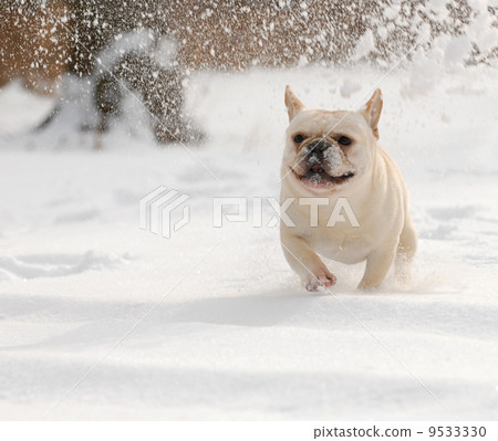 dog playing in the snow dog playing in the snow 9533330