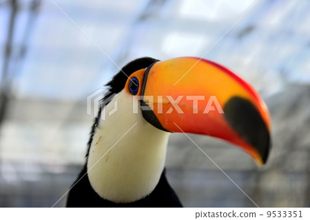 Toucan 9533351