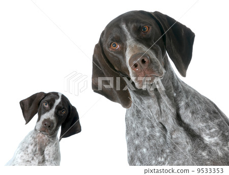 adult and puppy 9533353
