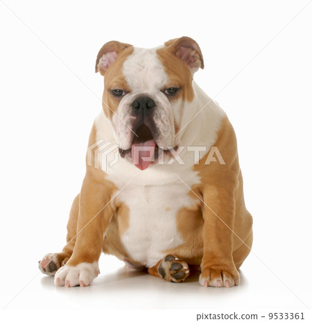 sick dog 9533361