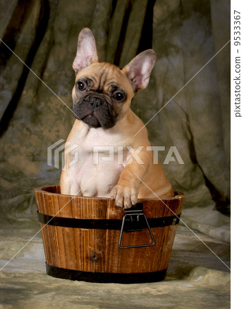 cute puppy 9533367