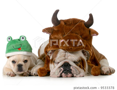 cute dogs cute dogs 9533378