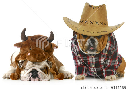 country dog 9533389