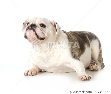 english bulldog portrait 9534163