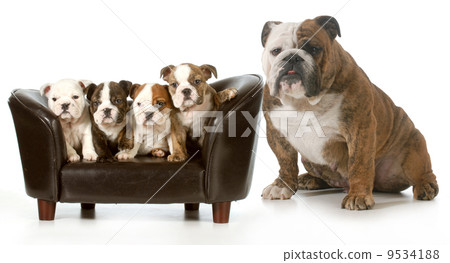 dog family 9534188