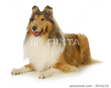 collie 9534218