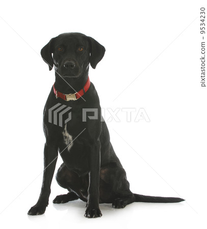 black lab cross 9534230