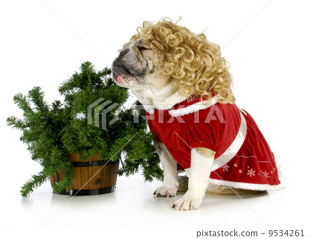 christmas dog 9534261