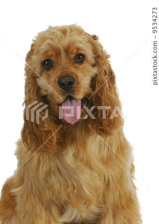 cocker spaniel cocker spaniel 9534273
