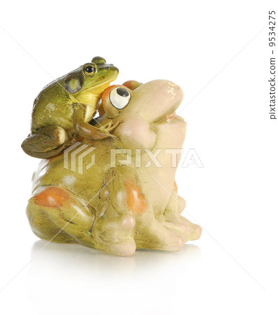 bullfrog bullfrog 9534275