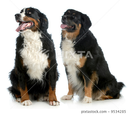 two big dogs 9534285