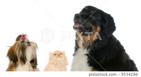 curious animals 9534286