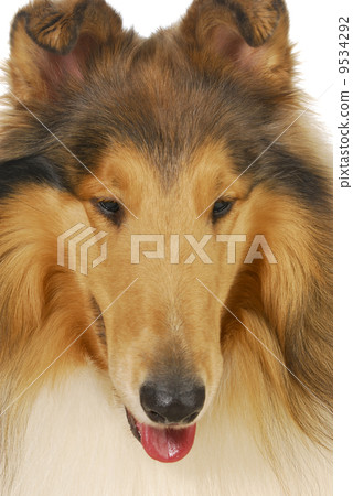 collie 9534292