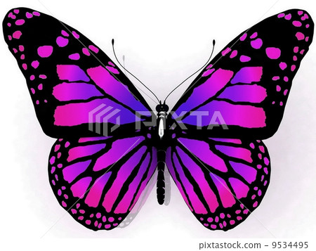 Isolated butterfly on a white background Isolated butterfly on a white background 9534495
