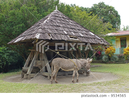 Donkey, Cane Mill, Saint Lucia Donkey, Cane Mill, Saint Lucia 9534565