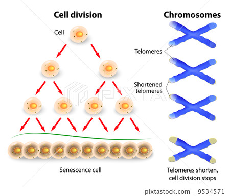 Telomere, cell division and human chromosomes Telomere, cell division and human chromosomes 9534571
