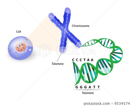 Human cell, chromosome and telomere 9534574