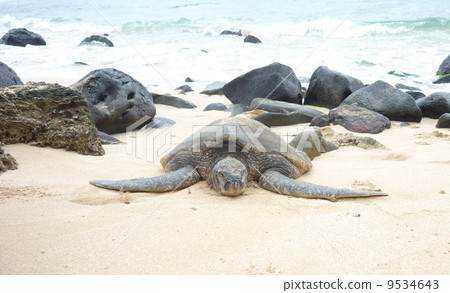 夏威夷海龜 9534643