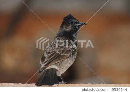 Syriac beakworm 9534644