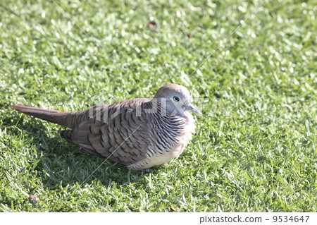 Butterfly pigeon Butterfly pigeon 9534647