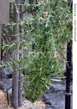 大戟·Stenoclada 9534806