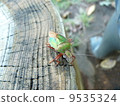 Black-tailed Bug 9535324