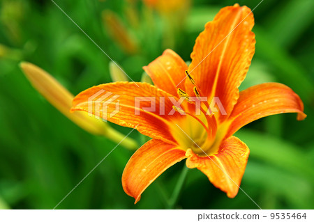 Orange lily on green background 9535464