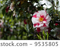 濕山茶花 9535805