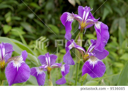 At Hiroshima iris Tsugaike nature park At Hiroshima iris Tsugaike nature park 9536085